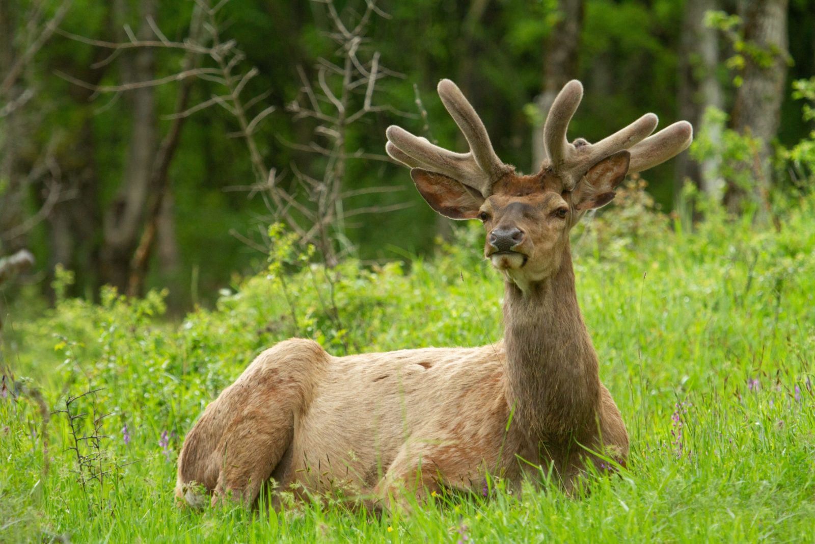 Préserver la nature sauvage du Vercors pour renforcer la résilience écologique face aux défis futurs